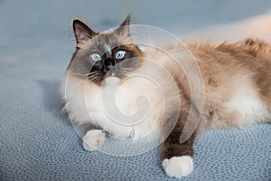 Siberian pedigree cat with blue eyes, lying at the carpet floor