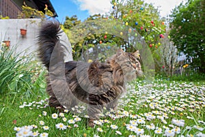 Siberian pedigree cat on daisy meadow in the garden