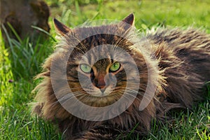 Siberian pedigree cat in the garden