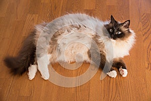 Siberian pedigree cat - neva masquerade - at the floor