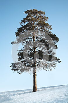 The Siberian pine