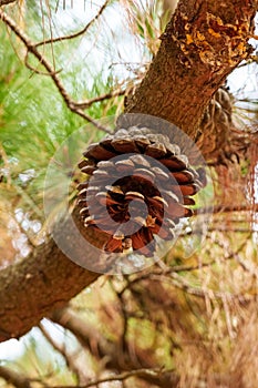 Siberian pine cone on a branch of a wild coniferous tree