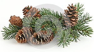 Siberian Pine Cones on Branch - Natural and Rustic Home Decor