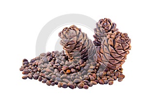 Siberian pine cones and nutlets