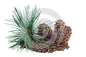Siberian pine cones and nutlets
