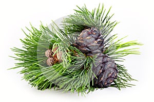 Siberian pine cones with nuts, close-up.