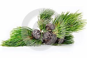 Siberian pine cones with nuts, close-up.