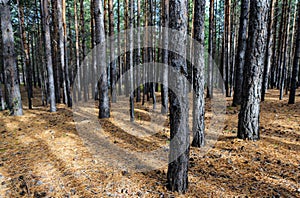 Siberian Pine Tree Forest