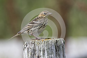 Siberian Pipit sitting on a wooden post summer
