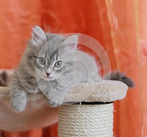 Siberian puppy on the scratchin post photo