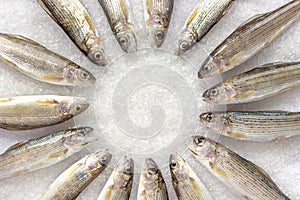 Siberian River Grayling lined in ircle on white coarse-grained salt crystals