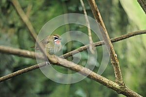 Siberian rubythroat