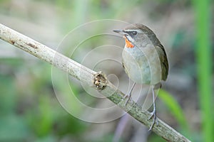 The Siberian rubythroat