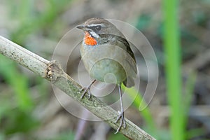 The Siberian rubythroat