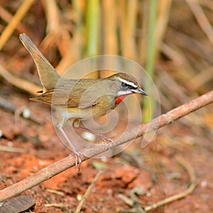 Siberian Rubythroat bird