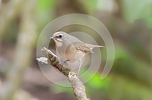 Siberian Rubythroat