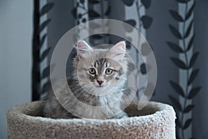 Siberian Silver Cat posing for his owners, perfect for a wallpaper. The cat entertains itself playing.