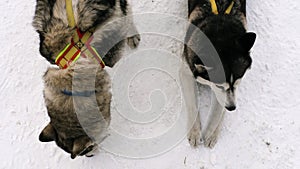 Siberian sled dogs in harness