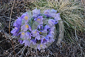 Siberian snowflowers