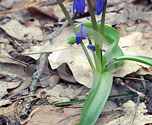Siberian squill. base of flower closeup. early beautiful blooming in spring
