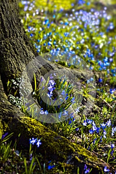 Siberian Squill blooming end of winter photo