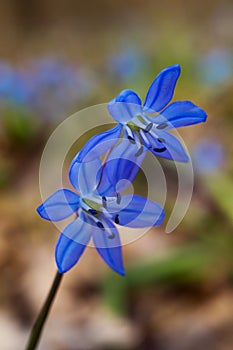 Siberian squill blue flowers