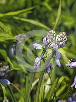 Siberian Squill flowers