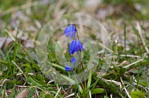 Siberian squill in the garden at spring