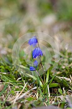 Siberian squill in the garden at spring