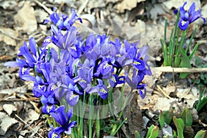 Siberian Squill photo