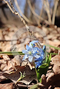 Siberian squill & x28;Scilla siberica& x29;