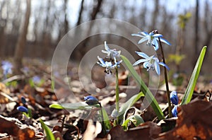 Siberian squill Scilla siberica Blausterne