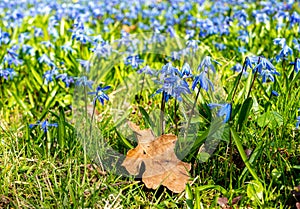 Siberian squill Scilla siberica blooms in spring