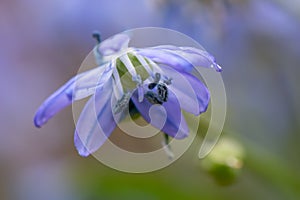 Siberian squill Scilla siberica, close-up of flower in a blue haze