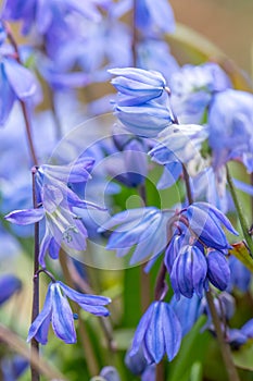 Siberian squill Scilla siberica, flowering icy-blue