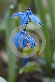 Siberian squill (Scilla siberica) flowers