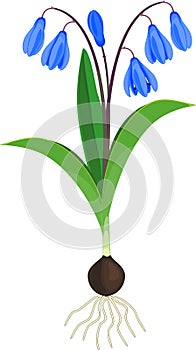 Siberian squill or Scilla siberica plant with blue flowers, green leaves and bulb