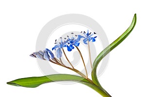 Siberian squill photo