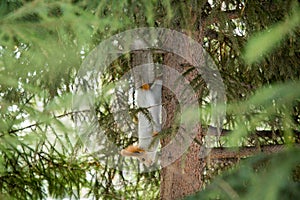 Siberian squirrel upside down on the trunk