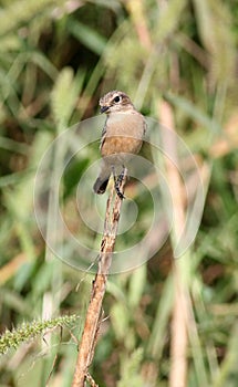 Siberian stonechat