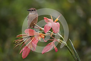 Siberian Stonechat