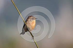 Siberian stonechat or Asian stonechat