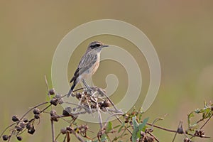 A Siberian stonechat perched up close