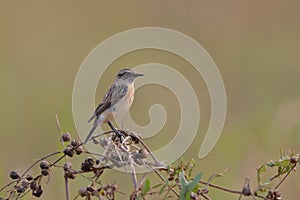 A Siberian stonechat perched up close