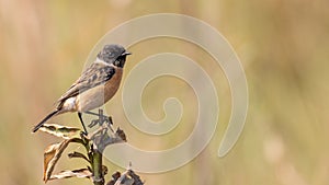 Siberian Stonechat Saxicola maurus