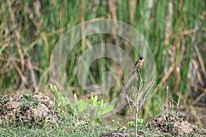 A Siberian Stonechat is sitting on a small dry plant