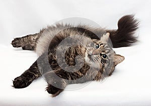 Siberian striped cat lying coquettishly by bending tail