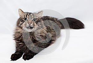 Siberian striped cat lying stretched out on the tail of gray