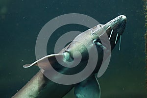 Siberian sturgeon (Acipenser baerii).