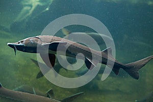 Siberian sturgeon (Acipenser baerii). photo